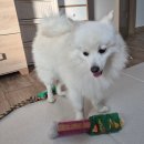 멍멍쩝쩝 이미지