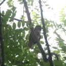 빛의 둥지 이미지