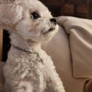 구유목장 이미지