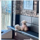 B&B(바비브라운 비숑프리제) | 365일 돌봄 가능한 울산애견유치원 바비브라운 비숑프리제 만족 후기