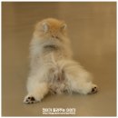 오르치그로치 이미지