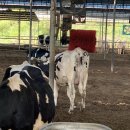 평촌사슴목장 | 천안 아이와 가볼만한 곳, 맘맘스에서 피자만들기, 목장체험/목장키즈카페