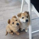 소담 살롱 이미지