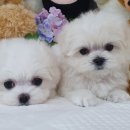 우아펫 대전점 이미지