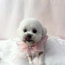 비비펫살롱 이미지