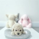 대구강아지분양 대구고양이분양 도그하우스대구점 이미지