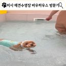 해피바우 애견유치원 | 하남 미사 애견카페, 애견수영장, 애견유치원 바우하우스 방문후기