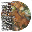나무숲 이미지