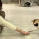 고양이카페38.5 이미지