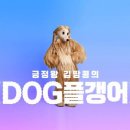 고Dog 이미지