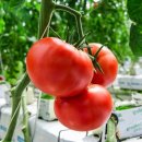 토마토 이미지