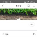 RE:스테비아모종 쌈채소모종 나눔합니다 이미지