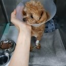 더원동물메디컬센터 | [대전/동물병원] 말티푸 룽지 슬개골탈구수술 더원동물메디컬센터