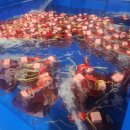 10월1일.활숫꽃게,냉암꽃게,냉동채낚오징어,大활흰다리새우,동해참문어,하모샤브.회,백합,건조중하,홍어회 이미지