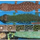 초록도마뱀 이미지