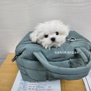 펫 탑 클래스 이미지