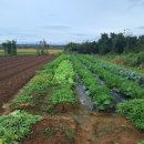 10월 25일(토) 화첩기행반 수업공지 이미지