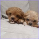 플랜멍 강아지분양 포항점 | 포항강아지 분양 고민 끝 건강한 반려견과 행복한 시작