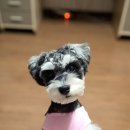 꼬마스토커 이미지