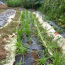 오찬농장 이미지