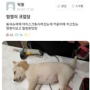멍멍이 이미지