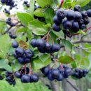 Black Chokeberry_Plant Guide (블랙 초크베리 재배지침) 이미지