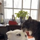 댕댕이 그루밍 이미지