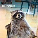 미어캣족장 | 건대 동물카페ㅣ라쿤 미어캣 대형견 고양이가 있는 미어캣족장 내돈내산