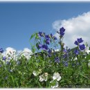 메기의 추억 이미지