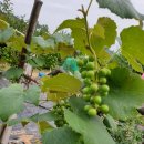 (주)포도 이미지