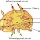 림프관 淋巴節 / lymphatic node 이미지