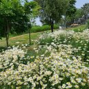 대구효동초등학교 이미지