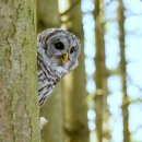 가로무늬올빼미 [Barred owl (Strix varia)] 이미지