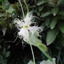 밤에 익숙해지며 / 로버트 프로스트 이미지