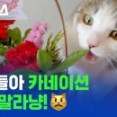 고양이집사 이미지