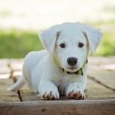 더바름동물병원 네이버블로그