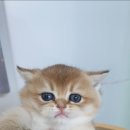 야옹의형태