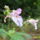 평창아름다운세상 이미지