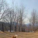 강아지 테마파크 이미지