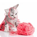 미사숲동물의료센터 이미지