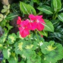 나인 스토리 포켓클럽 | 초겨울 제천여행 정보, 간단 후기(리솜 레스트리, 해브나인웰니스스파, 청풍호모노레일, 배론성지, 카페...