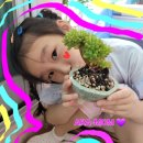 들꽃다육식물