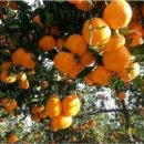 내혜홀농장 이미지