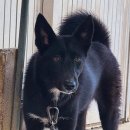 똥강새이 이미지