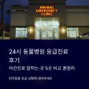 정직 동물병원 | 24시 동물병원 응급진료 후기, 야간진료 잘하는 곳 5곳 비교 총정리
