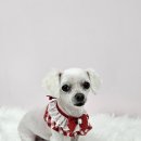 이쁜멍멍 이미지