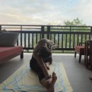 저녁요가 이미지