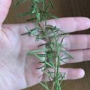 로즈마리 키우는법:물꽂이 시도하고 있어요 이미지