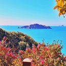 11500-19-71-01 | 통영 장사도 해상공원 근포 유람선 비교 동백꽃 여행