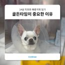 [몽구 일기10] 골든타임 '폐렴'｜증상｜CAS 카스 초음파 네뷸라이저 사용후기